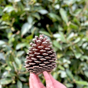 Giant Christmas Pinecones x 3 |  Festive Scandi Decor