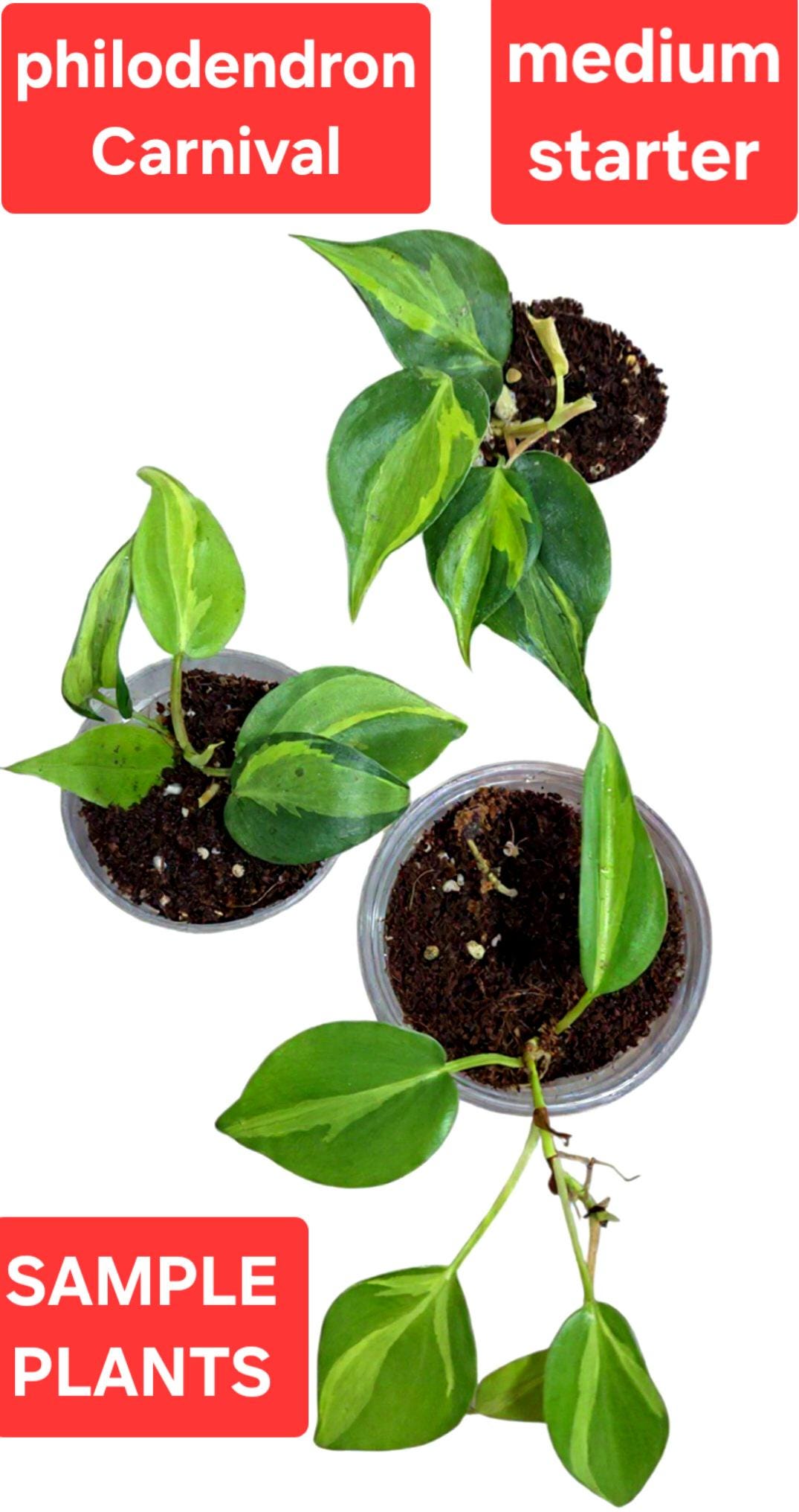 Philodendron hederaceum Carnival, Variegated Hederaceum, sporty variegation  of Brasil