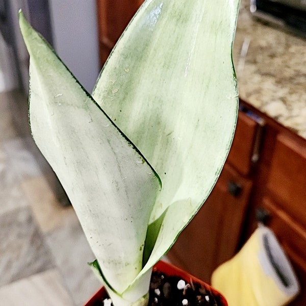 Sansevieria Moonshine small to medium, silver leaf snake plants rare