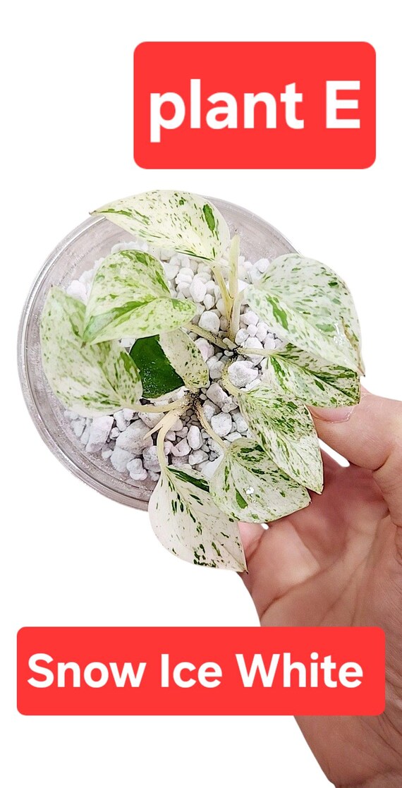 Potho snow queen with snow white/ice white color, high viraigation snow queen potho, super white leaves pothos