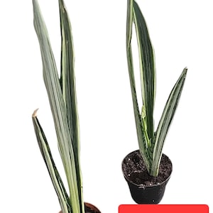 Sansevieria Bantel's Sensation - Etsy