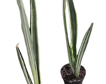 La sansevieria sensacional de Bantel, una planta rara de serpiente.