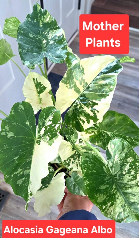 variegata plants Monstera Adansonii Variegata main image 1