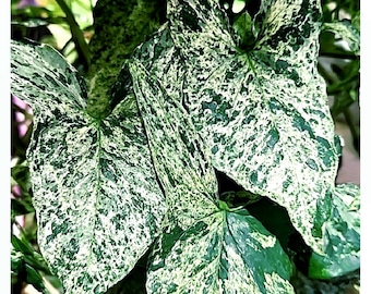 Sansevieria Beauty Queen, Sansevieria Metallica Beauty Queen, Stunning  Colors, Unique Patterns, Beauty Queen Snake Plants Very Rare - Etsy