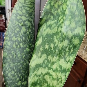 Extra Large Whale fin sansevieria rooted plants/rare snake plants