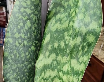 Extra Large Whale fin sansevieria rooted plants/rare snake plants