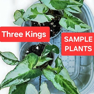 Syngonium three kings, magic marble large plant