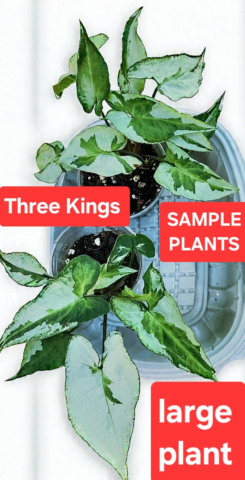 Syngonium three kings, magic marble large plant