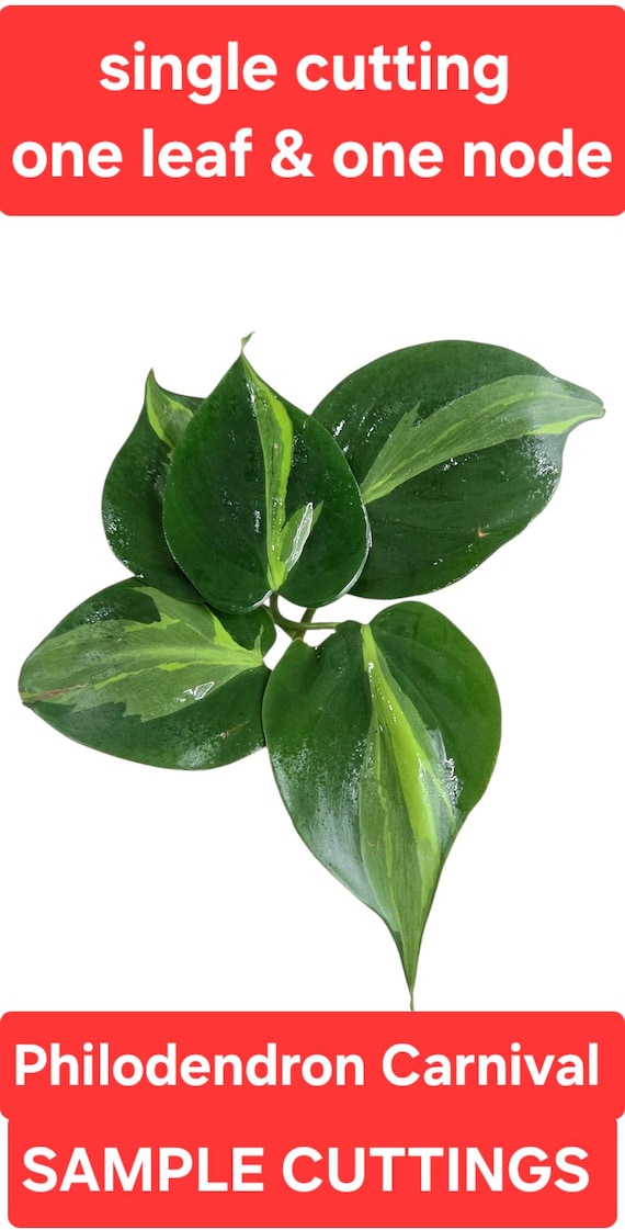 Philodendron hederaceum Carnival, Variegated Hederaceum, sporty variegation  of Brasil