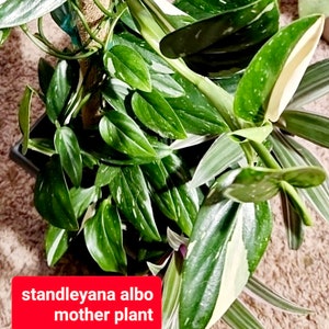 Monstera standleyana albo/rare plants/philodendron