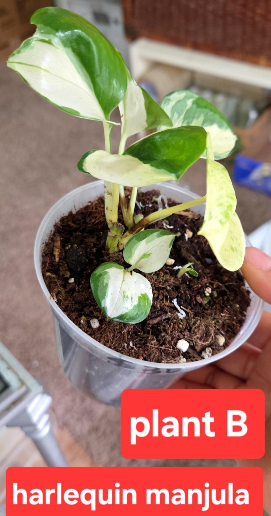 Harlequin Manjula Pothos, Happy Leaf, Rare White Variegation, Cuttings &  Rooted Plants - Etsy