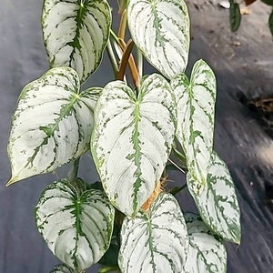 Philodendron Brandtianum, silver leaf philodendron rare