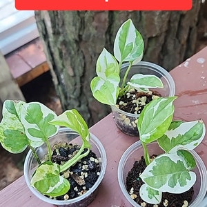 Puede incluir: Tres peque&ntilde;as plantas en maceta con hojas variegadas verdes y blancas. Las plantas est&aacute;n etiquetadas como "N joy/pearl jade small plant" y "SAMPLE PLANTS".