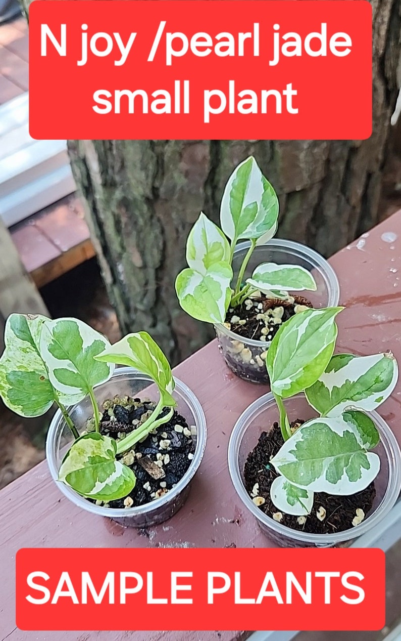 Puede incluir: Tres peque&ntilde;as plantas en maceta con hojas variegadas verdes y blancas. Las plantas est&aacute;n etiquetadas como "N joy/pearl jade small plant" y "SAMPLE PLANTS".