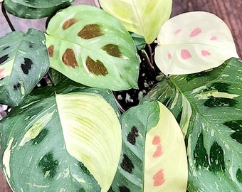 Variegated Maranta prayer plants, Beauty Kim Variegated, high Variegation, rooted established plant