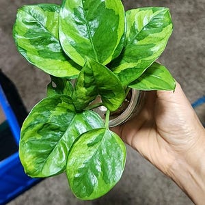 Potho Lemon Meringue, amarillo variegado
