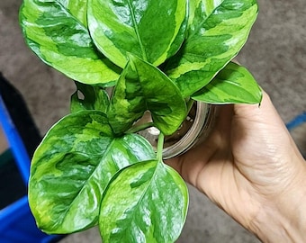 Potho Lemon Meringue, yellow variegated