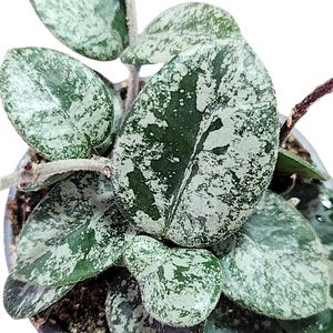 Hoya Mathilde Splash: High Variegation Silver Hoya