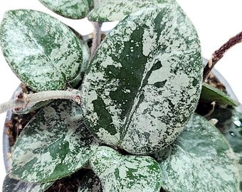 Hoya Latifolia Silver - Etsy