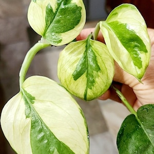 Pothos Lizard Queen - Etsy