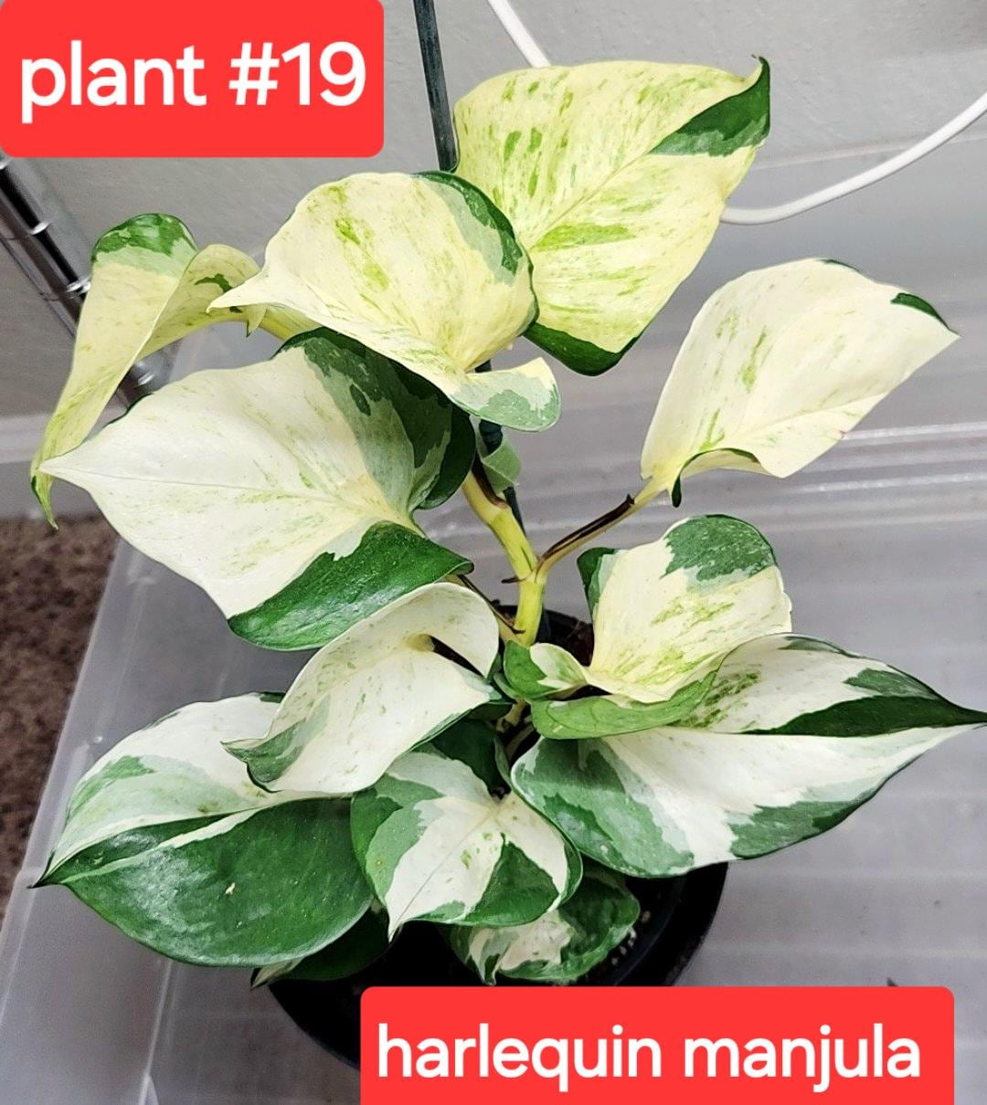 vine succulents Callisia Repens | Turle Vine | Bolivian Jew