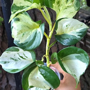 May include: A variegated pothos plant with heart-shaped leaves featuring a mix of deep green and creamy white patterns. The plant has a central stem with alternating leaves and is labeled with red text boxes reading plant A and harlequin manjula.