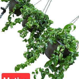 Hoya compacta cuerda hindú, plantas enraizadas y establecidas