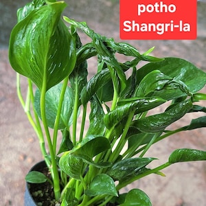 May include: A Potho Shangri-la plant with glossy, dark green, curled, and twisted leaves growing from a black plastic pot. The plant features a red rectangular label in the upper right corner with the white text Potho Shangri-la printed on it.
