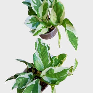 potho N alegría/Perla y Jade, Epipremnum Aureum potho large plant