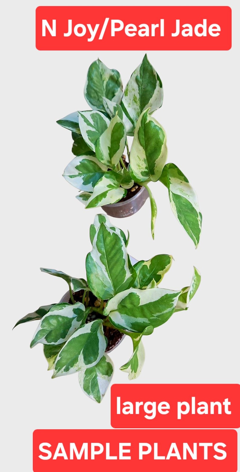 potho N alegría/Perla y Jade, Epipremnum Aureum potho large plant
