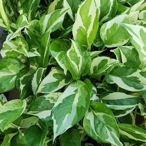 Glacier potho, Unique beautiful patterns, mature/large leaves, stunning colors, very rare Epipremnum Aureum Glacier