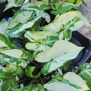 Syngonium three kings, magic marble image 1
