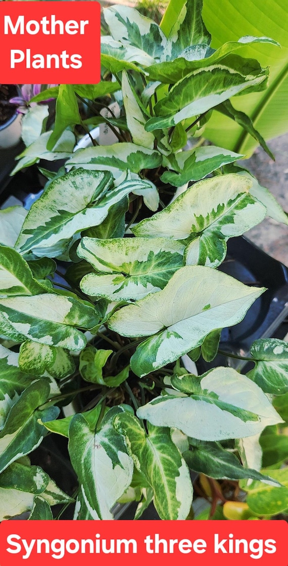 Syngonium three kings, magic marble
