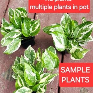 Glacier potho, Unique beautiful patterns, mature/large leaves, stunning colors, very rare Epipremnum Aureum Glacier