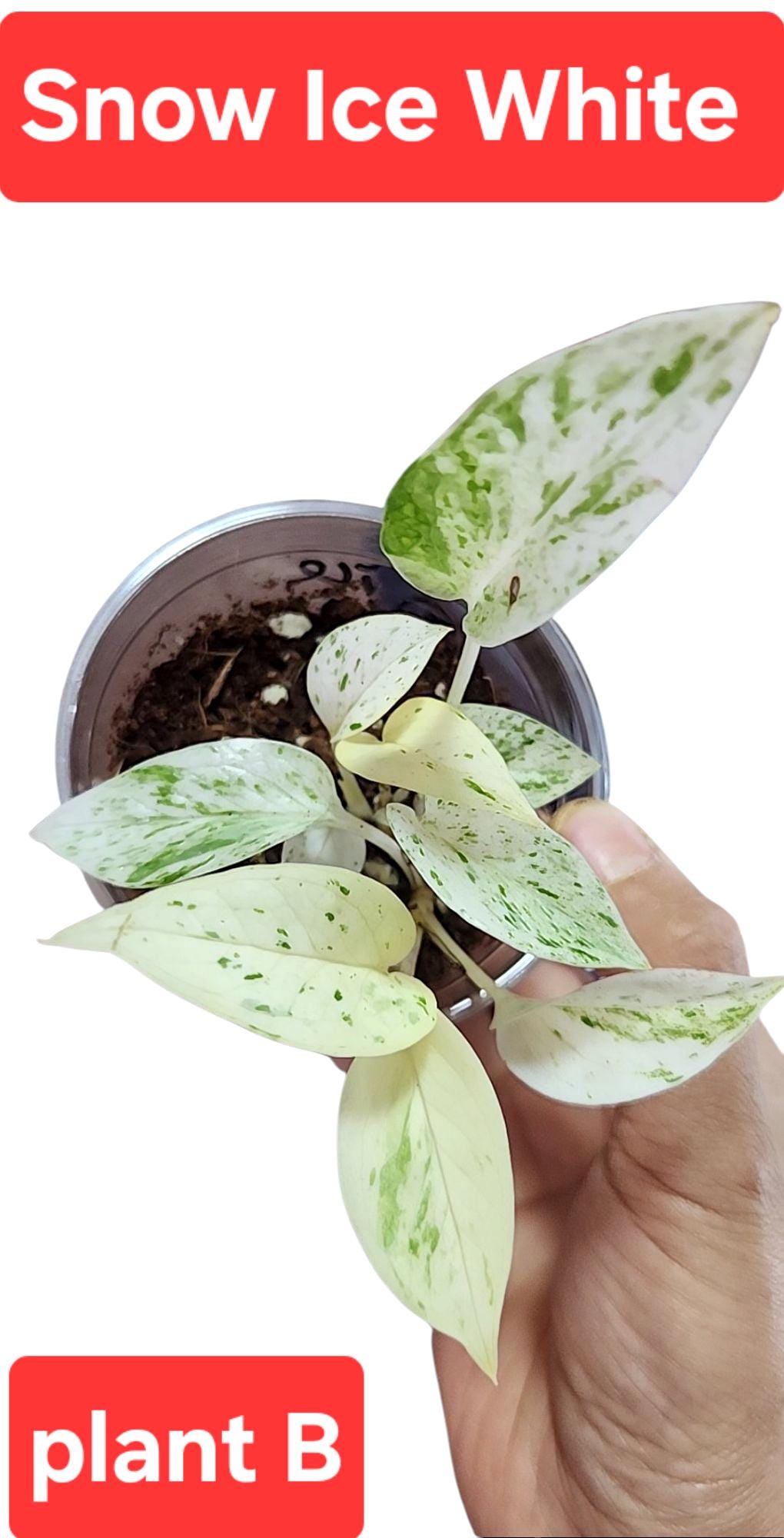 Potho snow queen with snow white/ice white color, high viraigation snow queen potho, super white leaves pothos