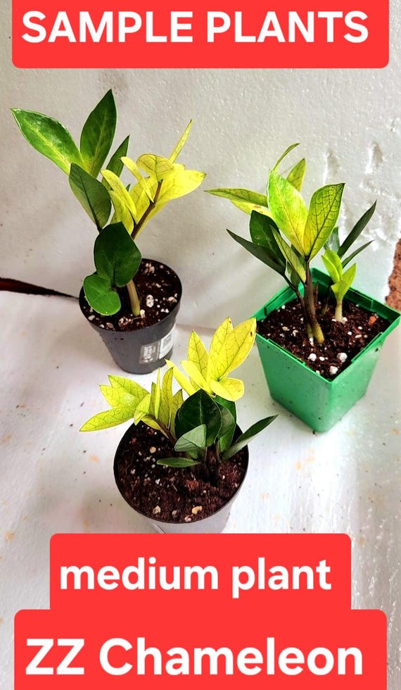 Chameleon ZZ Plant, Rare Zamioculcas Zamiifolia - Etsy