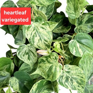 Heartleaf Albo - Etsy