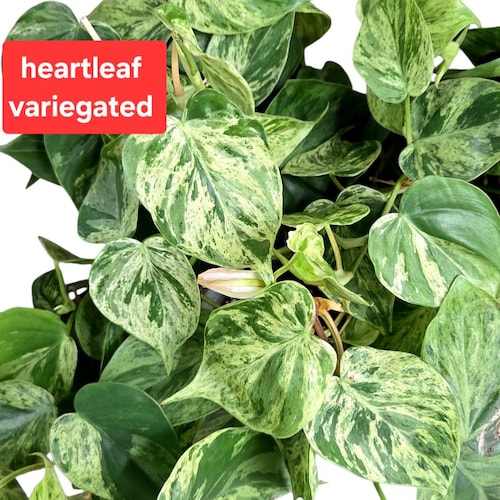 Philodendron Heartleaf Viraigated, Philodendron Hederaceum Variegated,  Established Plants, Cuttings - Etsy
