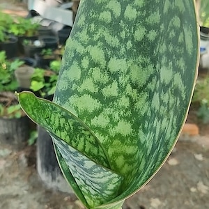 Whale fin sansevieria rooted plants/rare snake plants