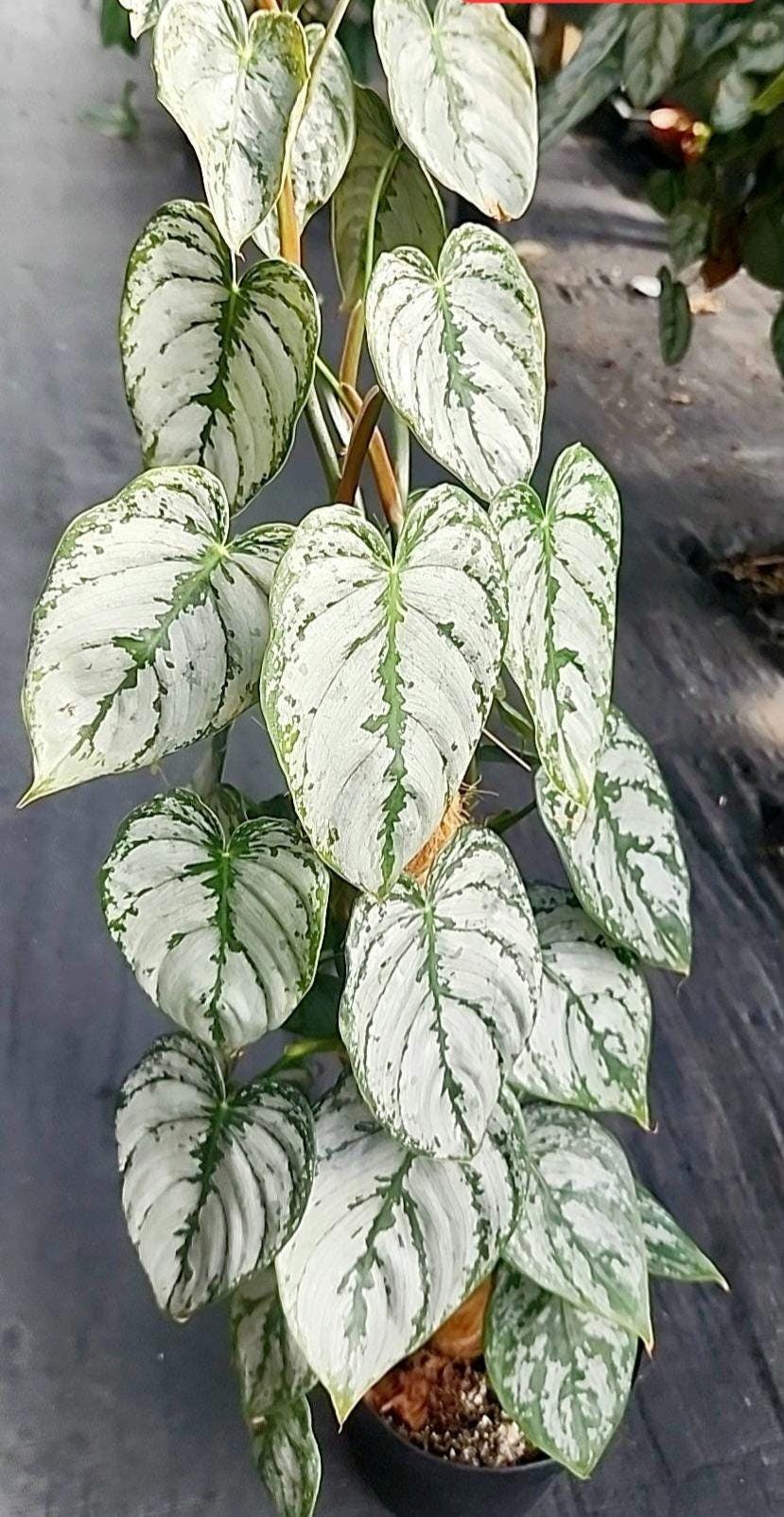 Philodendron Brandtianum, Silver Leaf Philodendron Rare - Etsy