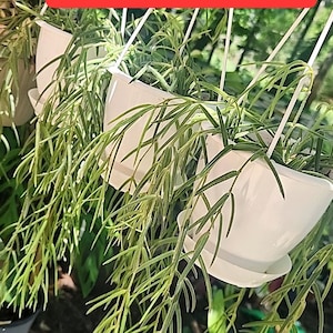 Hoya linearis rooted established plants, rare unique hoya