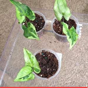 Syngonium three kings, magic marble small/starter plant