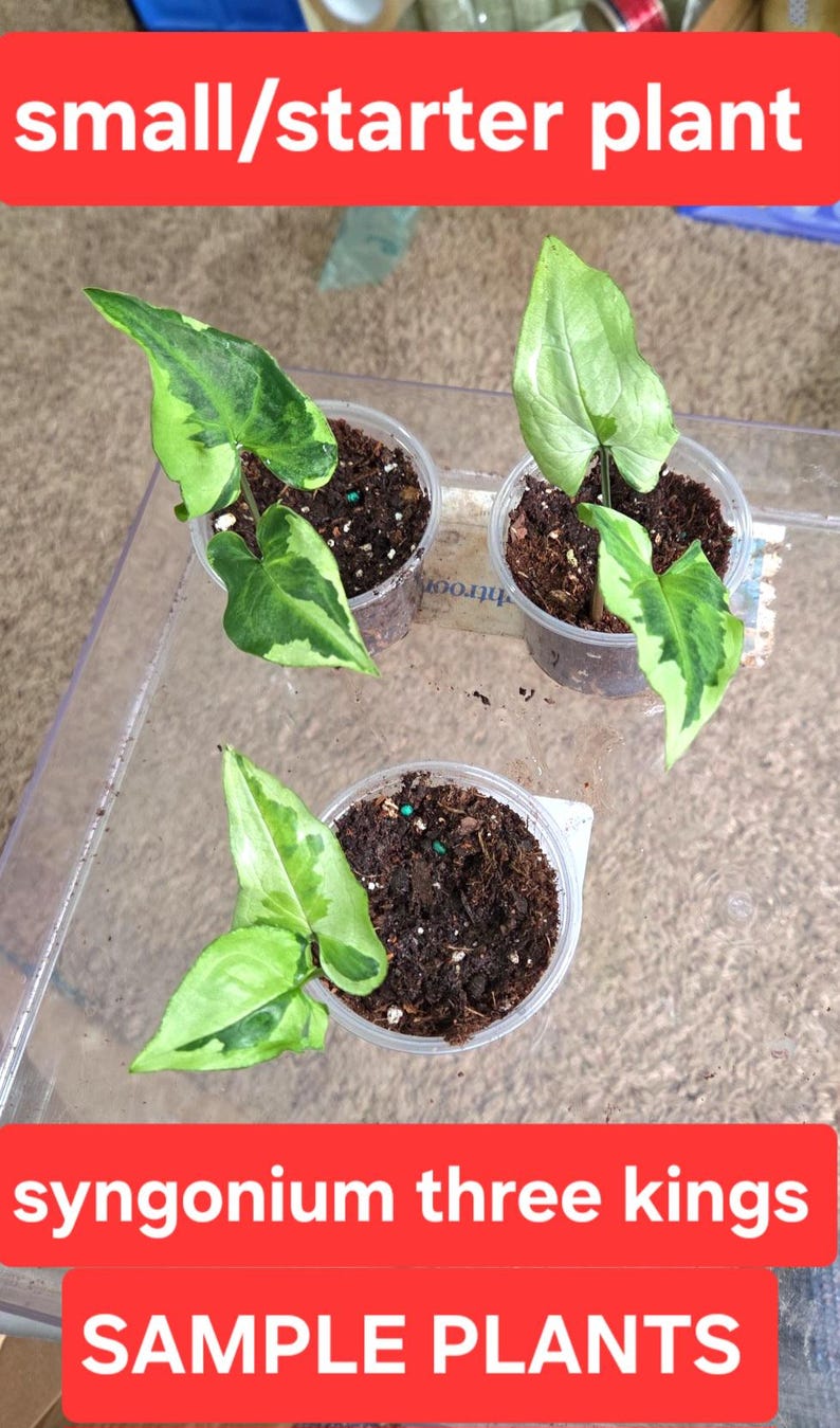 Syngonium three kings, magic marble small/starter plant
