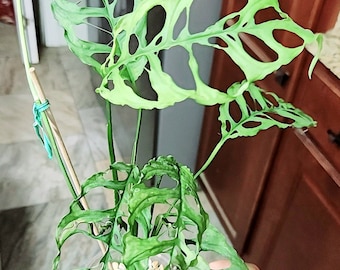 MYSTERY Monstera Obliqua Complex Cuttings! - Etsy