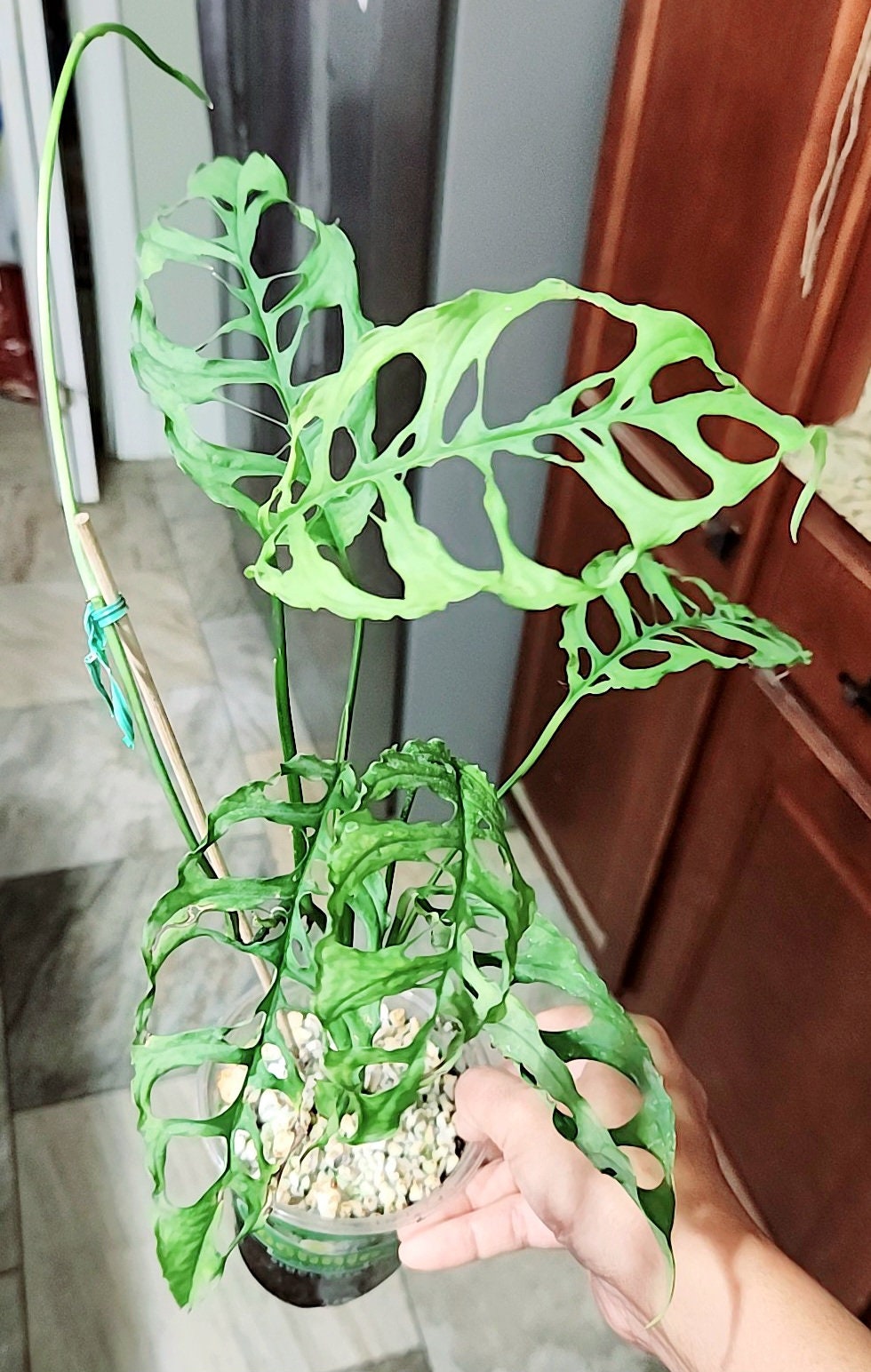 Unniiae Monstera - Etsy