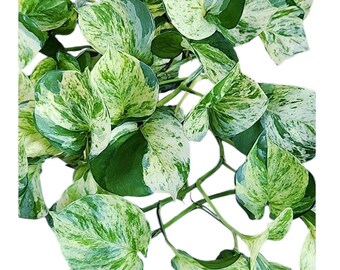 Potho manjula, Happy Leaf, cuttings & established plants
