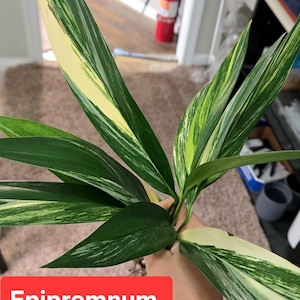 Epipremnum amplissimum abigarrado, viraigación alta rara