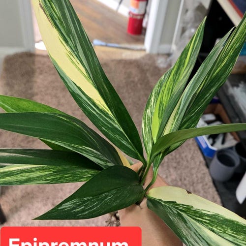 Epipremnum amplissimum variegated, high viraigation rare