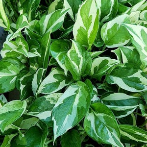 May include: A lush Glacier Pothos plant featuring heart-shaped leaves with a variegated pattern of deep green, light green, and creamy white splashes. The foliage is dense and overlapping, creating a vibrant texture of mixed green and white tones.