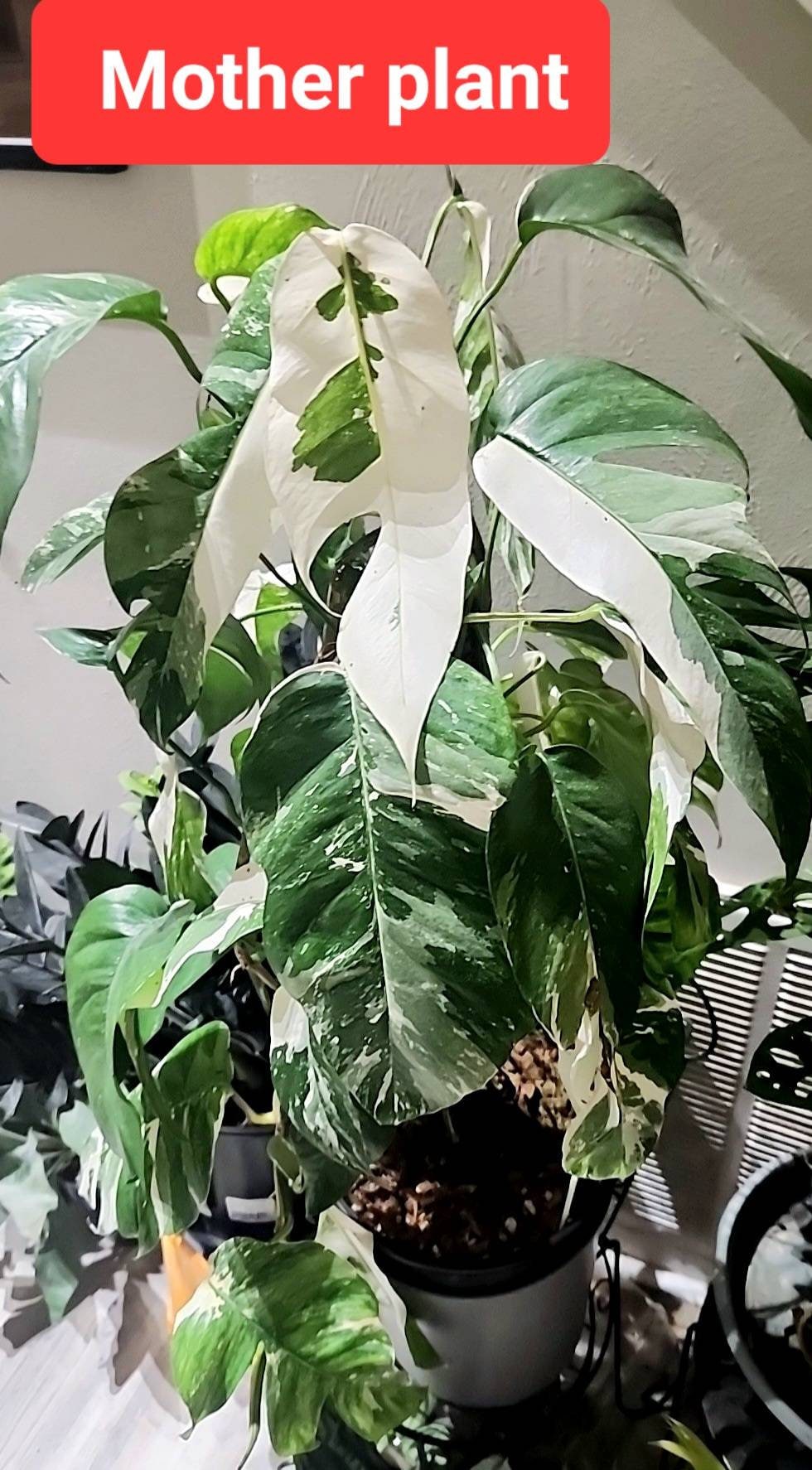 Variegated Epipremnum Pinnatum Albo: Mature Mother Plant - Etsy